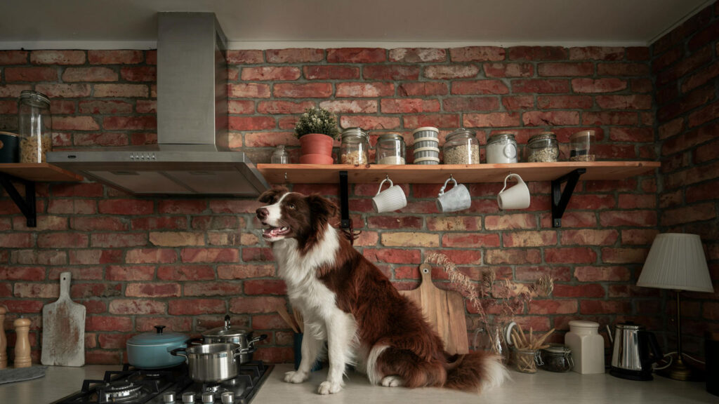 dog on counter of budget kitchen remodel