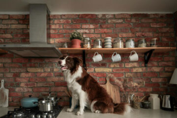 dog on counter of budget kitchen remodel in The Dalles Oregon by Green Gorge Construction